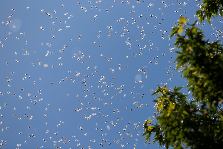 Dreaming of a Swarm of Bees