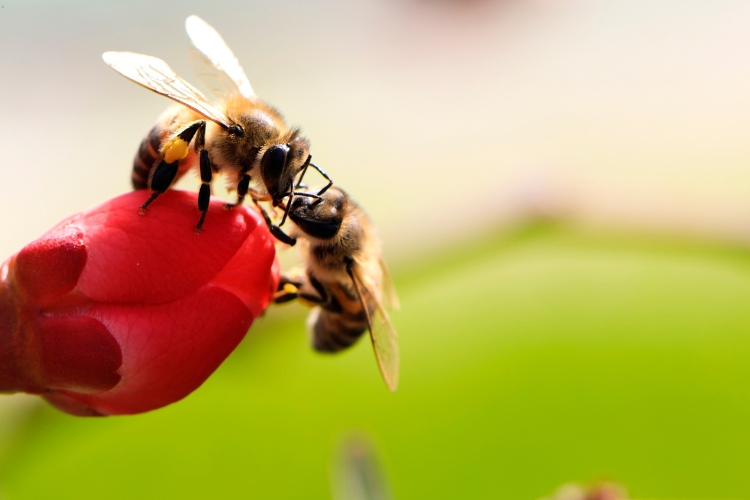 bee sitting on flower focus