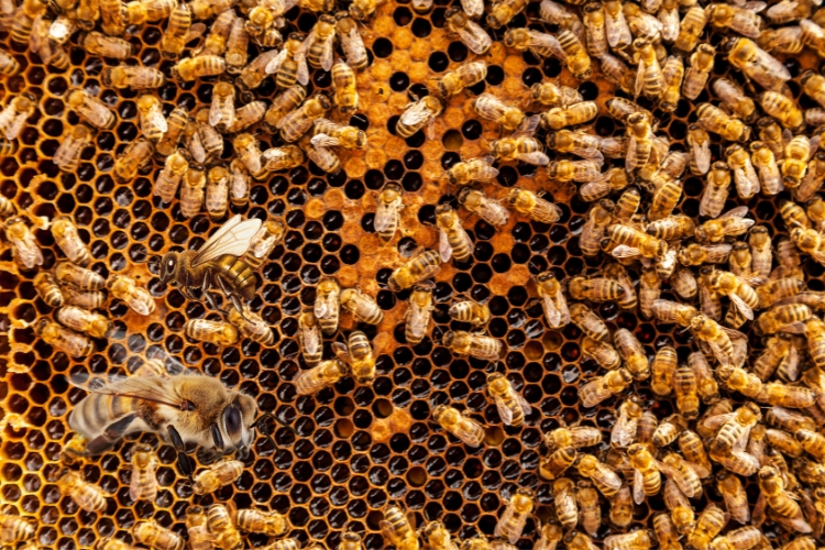 bees on honeycomb