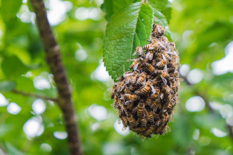 bees on tree focus